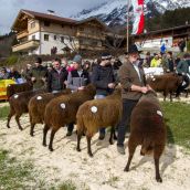 Schafausstellung Tiroler Bergschaf  (10)